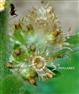  Involucres in fruiting